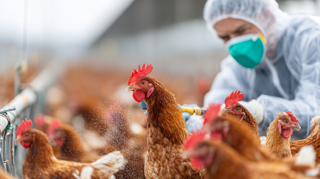 Bird flu confirmed at Ormsbury St Margaret commercial poultry site
