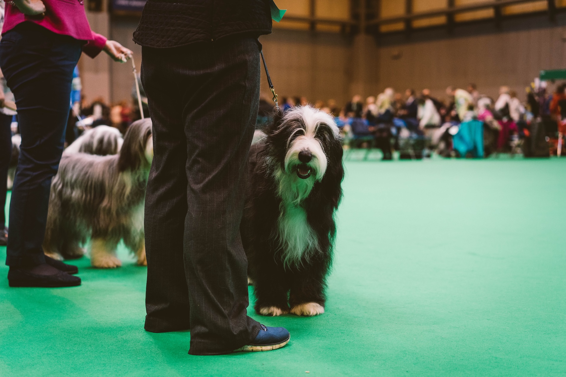 Norwich emergency services worker starring at Crufts 2026